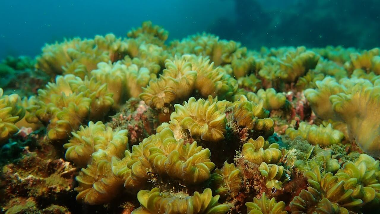 Esta será la primera vez que se intente tal proceso en Providencia.