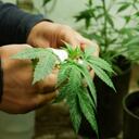 Las economías de países líderes en producción como China (más de la mitad de la producción mundial), Brasil, India, Indonesia y EE.UU, se resienten ante el fenómeno del contrabando que les resta utilidades y productividad a sus compañías.