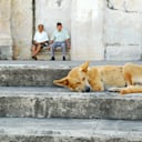 Perro durmiendo a las afueras de una iglesia. Imagen de referencia.