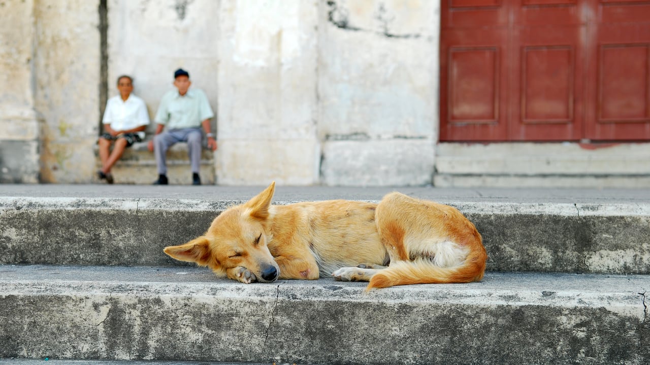 Perro durmiendo a las afueras de una iglesia. Imagen de referencia.