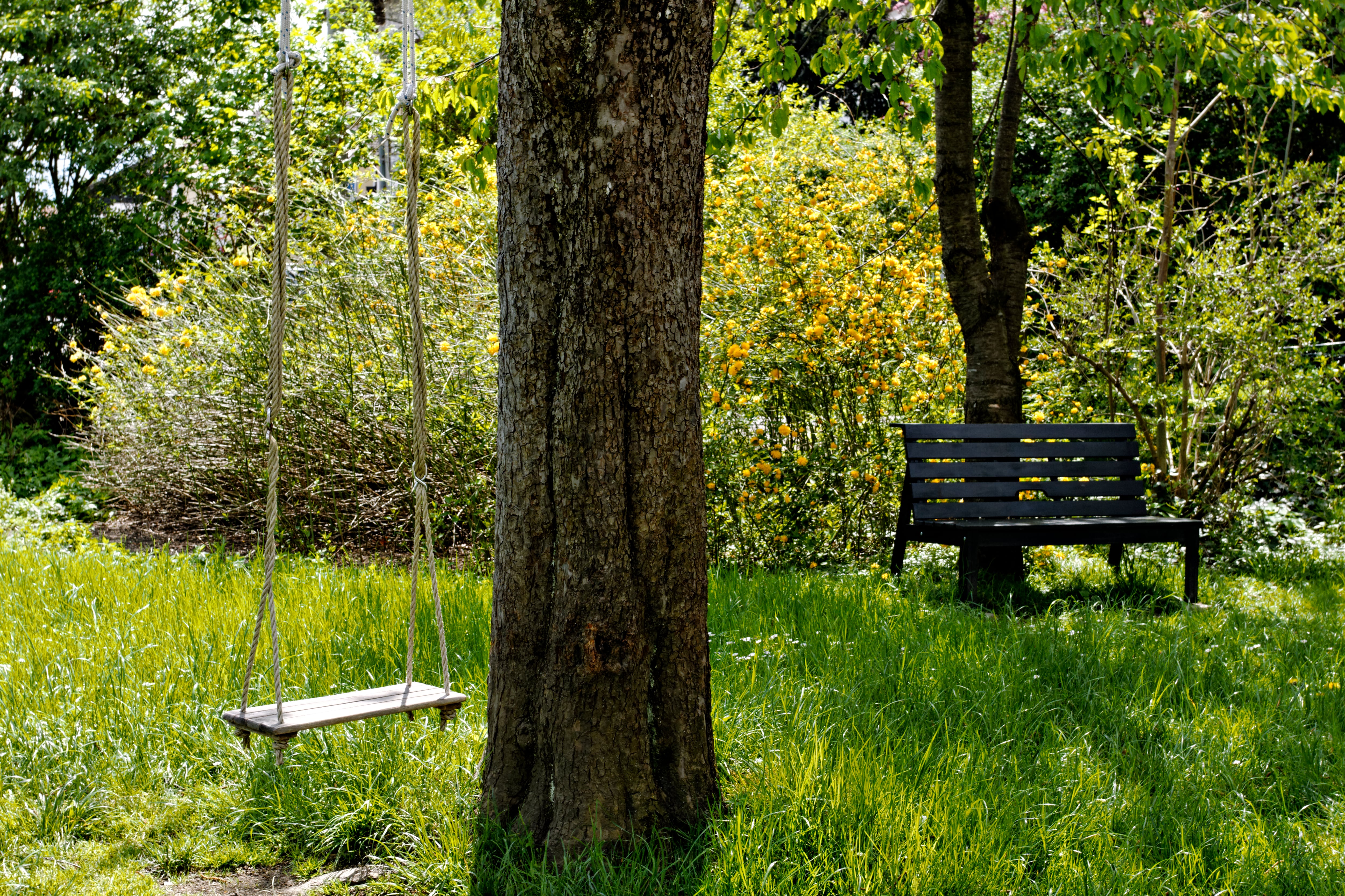 Los columpios de cuerda no están permitidos en Folsom Lake ni en ningún parque estatal.