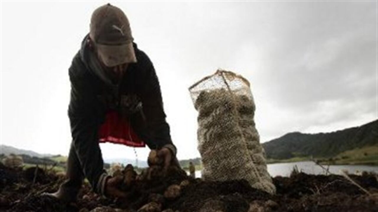 El sector papero se ve amenazado por la reducción en la fuerza productiva y los altos precios de los insumos.