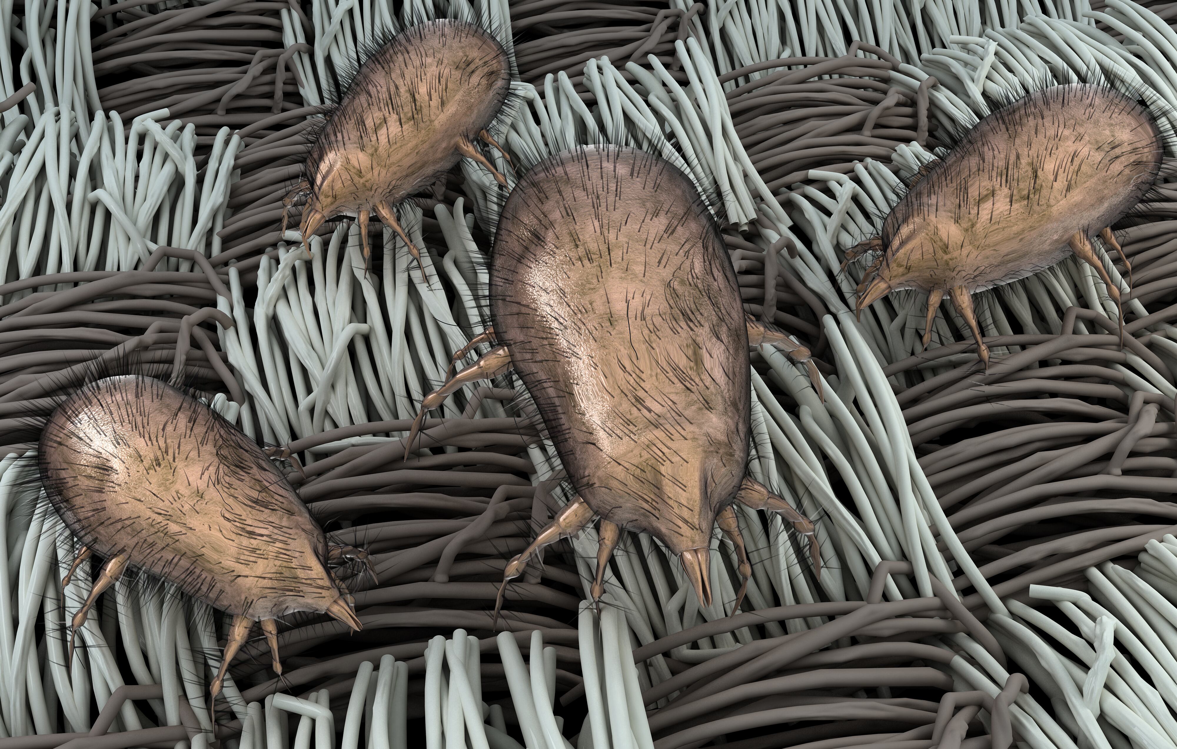 Los colchones y las sábanas son dos de los lugares preferidos por estos animales.