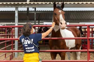 Las vacantes abarcan desde el cuidado y manejo de animales en zoológicos, pasando por la atención veterinaria, hasta roles en la producción.