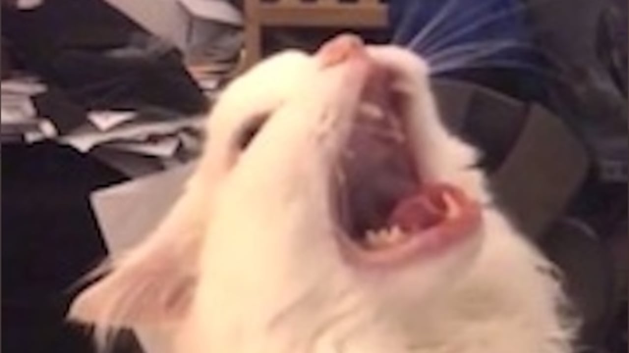 Thurston Waffles murió después de haber convivido 15 años con sus dueños.