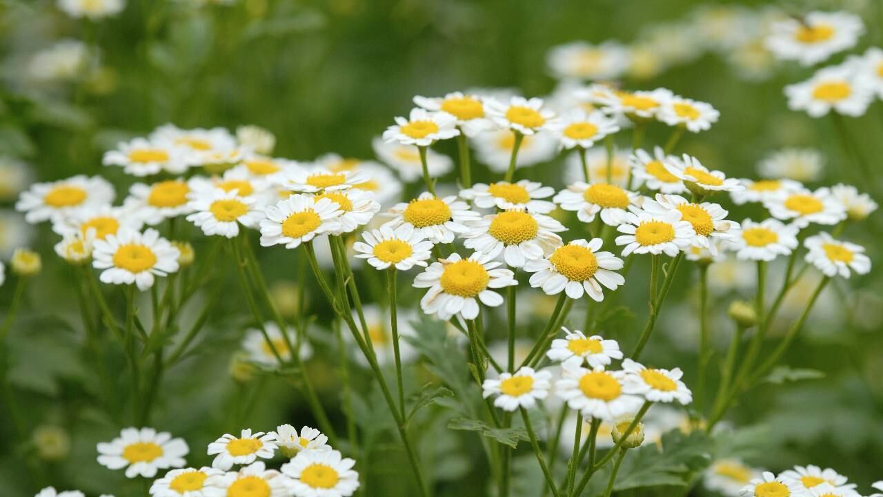 El sistema digestivo es uno de los grandes beneficiados con el consumo de esta bebida.