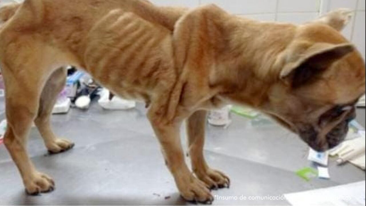 En otros hechos de violencia contra los animales la Fiscalía imputó cargos a cuatro personas