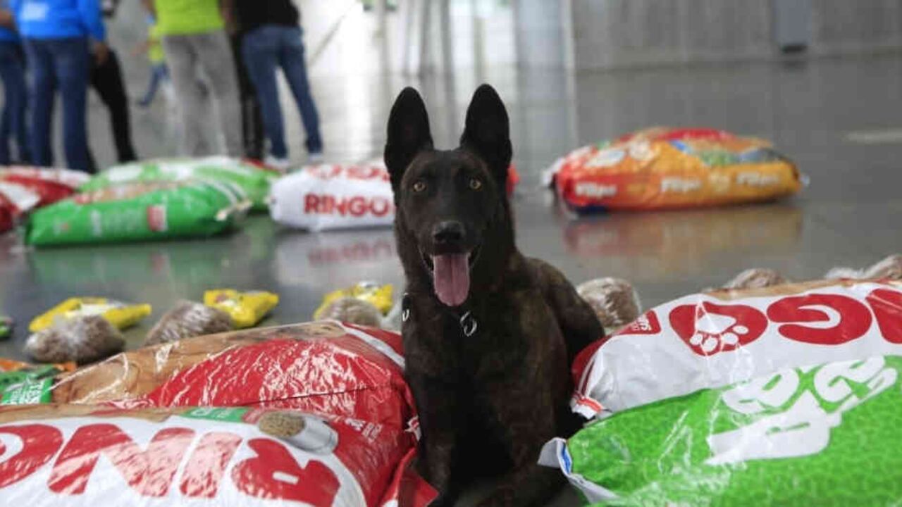 Se espera que el 6 de junio, cuando se cierra la recolección de ayudas, la donatón #PorEllos logre alcanzar la meta de las 50 toneladas que se trazaron como objetivo.