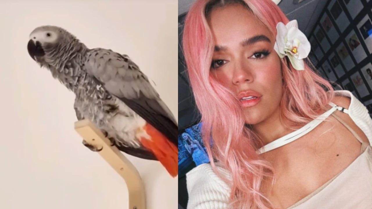 Loro canta las canciones de Karol G y genera comentarios en redes sociales
