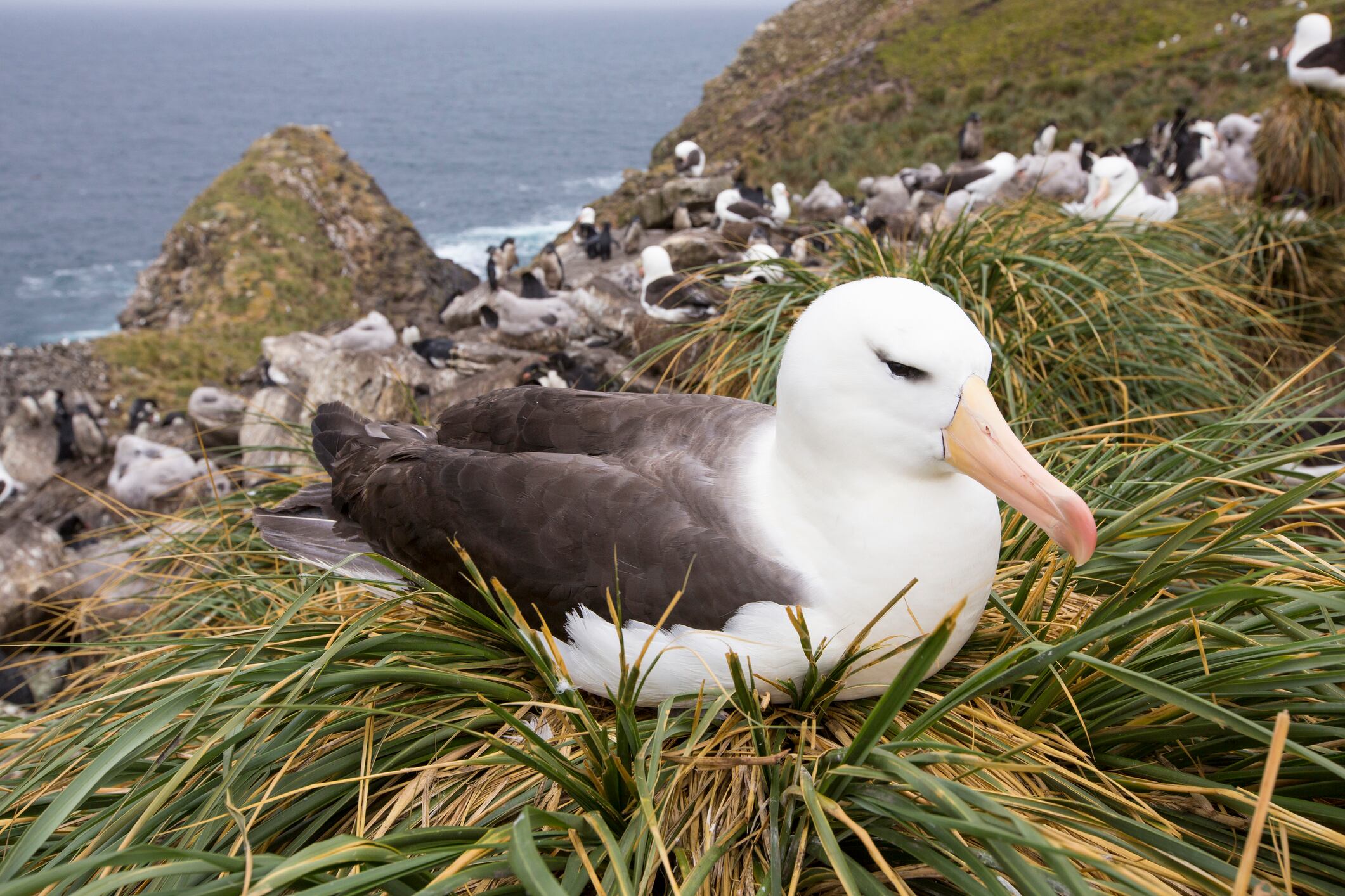 A Black Browed Albatross (Thalassarche melanophris) sitting on a nest in a mixed nesting colony of albatross's and Rockhopper Penguins (Eudyptes chrysocome) on Westpoint island in the Falkland Islands off argentina, in South America. Albatrosses are globally thratened by long line fishing boats who are responsible for killing thousands of birds.
