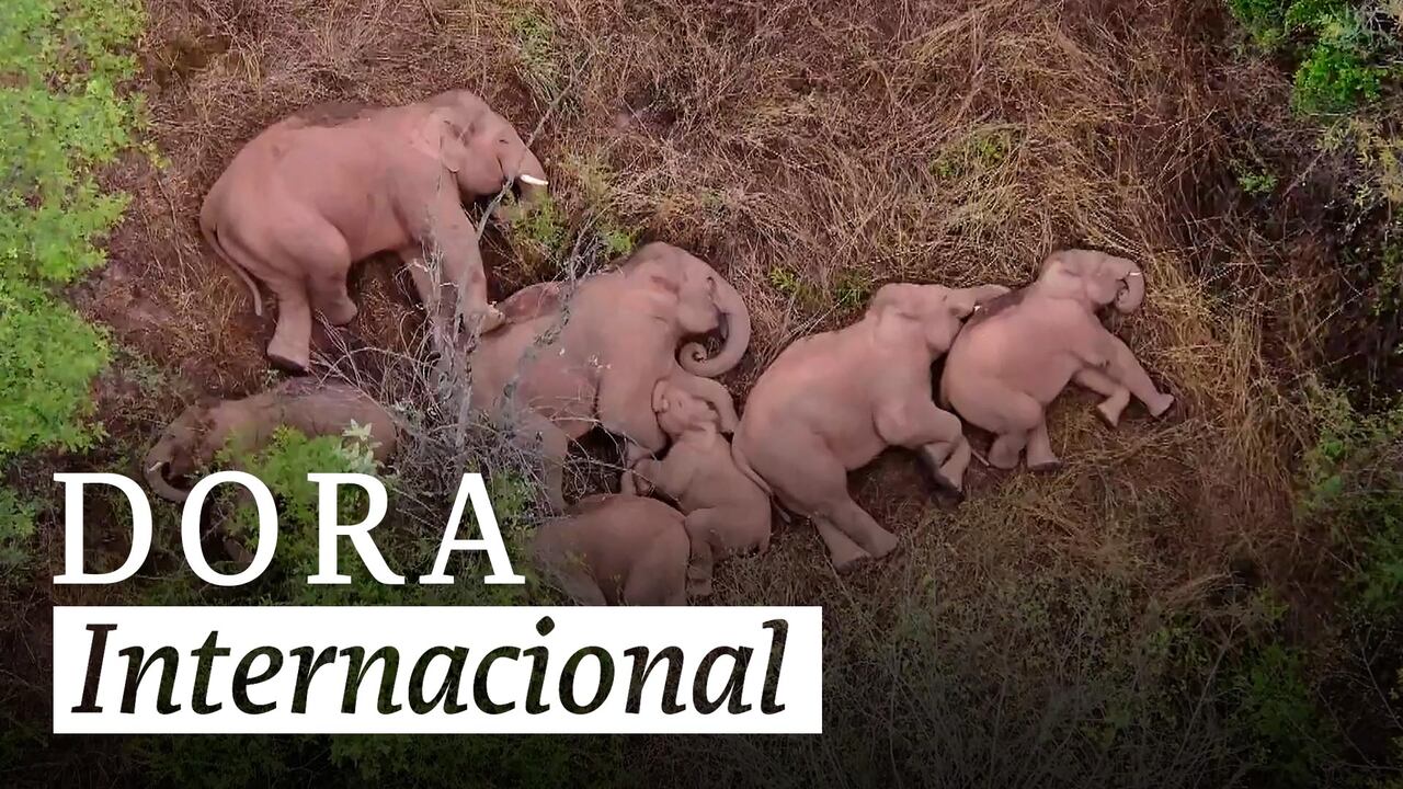 Dora Internacional - Elefantes