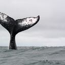 El patrón de coloración en la cola de una ballena jorobada permite su fotoidentificación. En Macuáticos ya han logrado identificar 850 individuos a lo largo de más de 10 años.