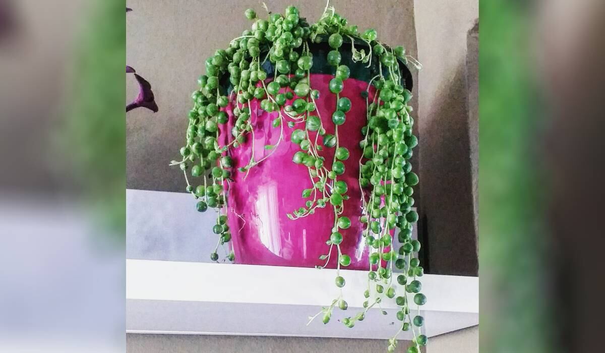 La planta de rosario debe ubicarse en un lugar con buena iluminación.