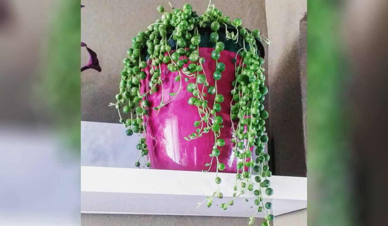 La planta de rosario debe ubicarse en un lugar con buena iluminación.