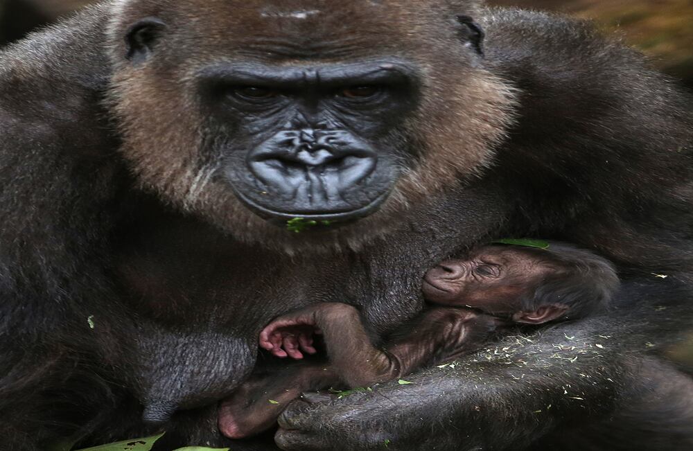 Un cachorro de gorila occidental de llanura aparece con su madre Frala, en el zoológico de Taronga de Sídney, Australia (AP/Rick Rycroft).