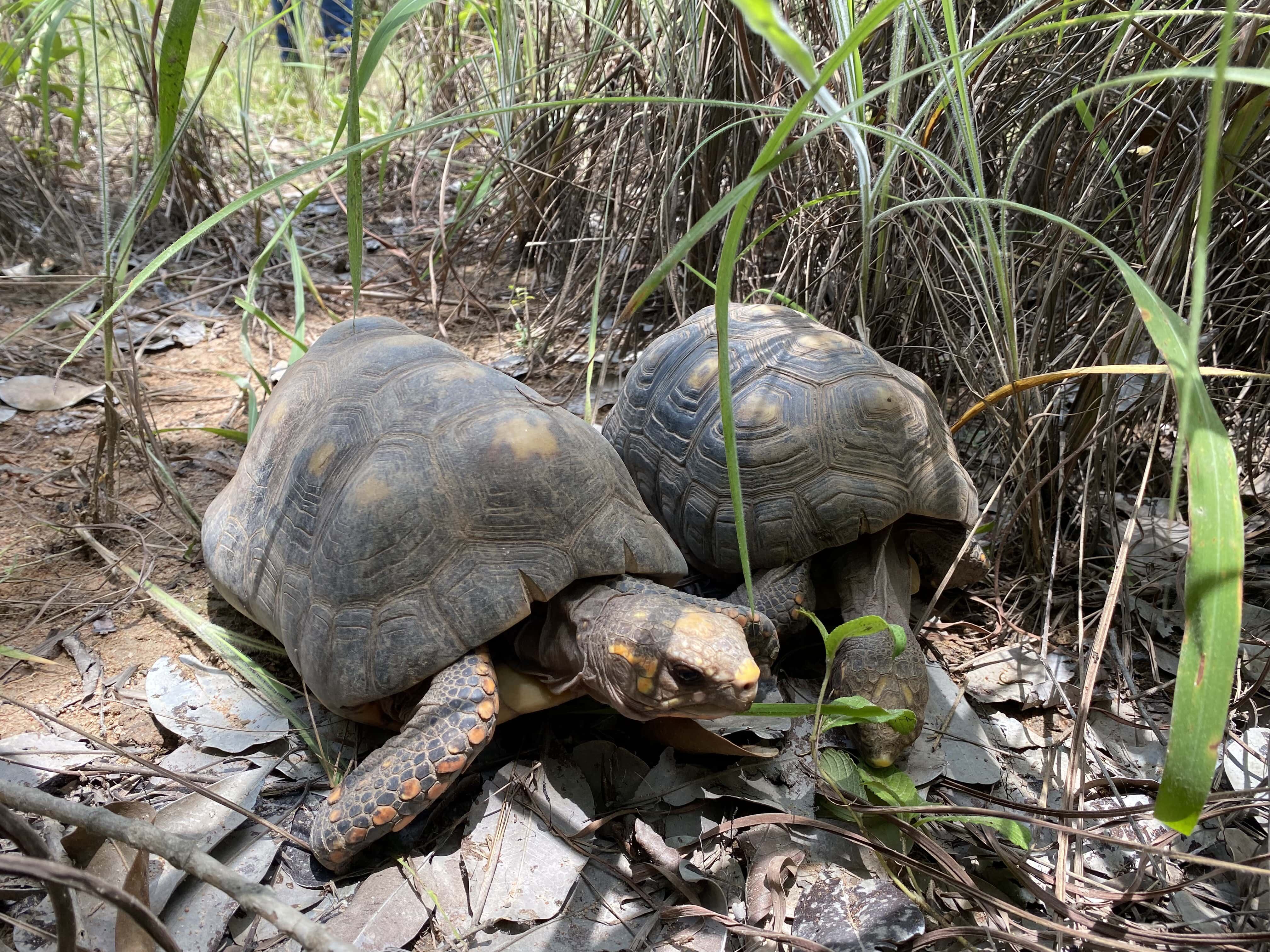 Especial Biodiversidad, Drummond