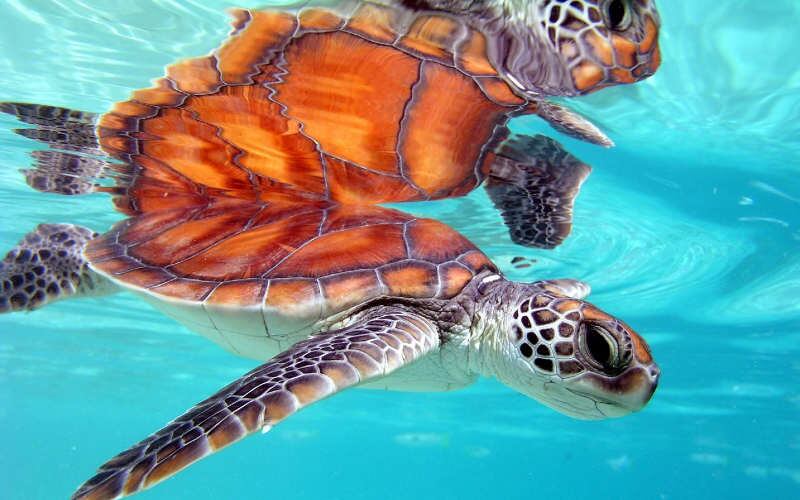 Población saludable: tortugas verdes (Chelonia mydas) en la zona central y meridional del Océano Pacífico. Principales lugares de anidación: Polinesia Francesa.