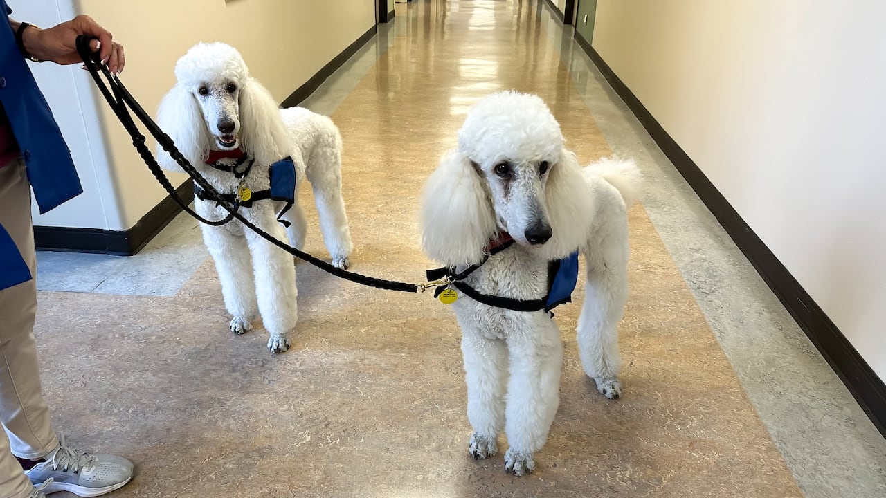 Las mascotas pueden estar con sus dueños en áreas comunes de conjuntos residenciales y edificios.