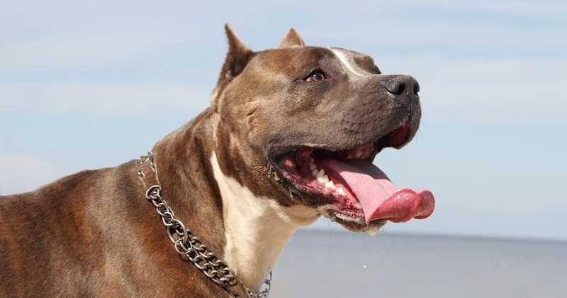 Se ha aprobado la llamada HB 873, o Pam Rock Act, a través de la cual se imponen sanciones penales a los dueños de mascotas