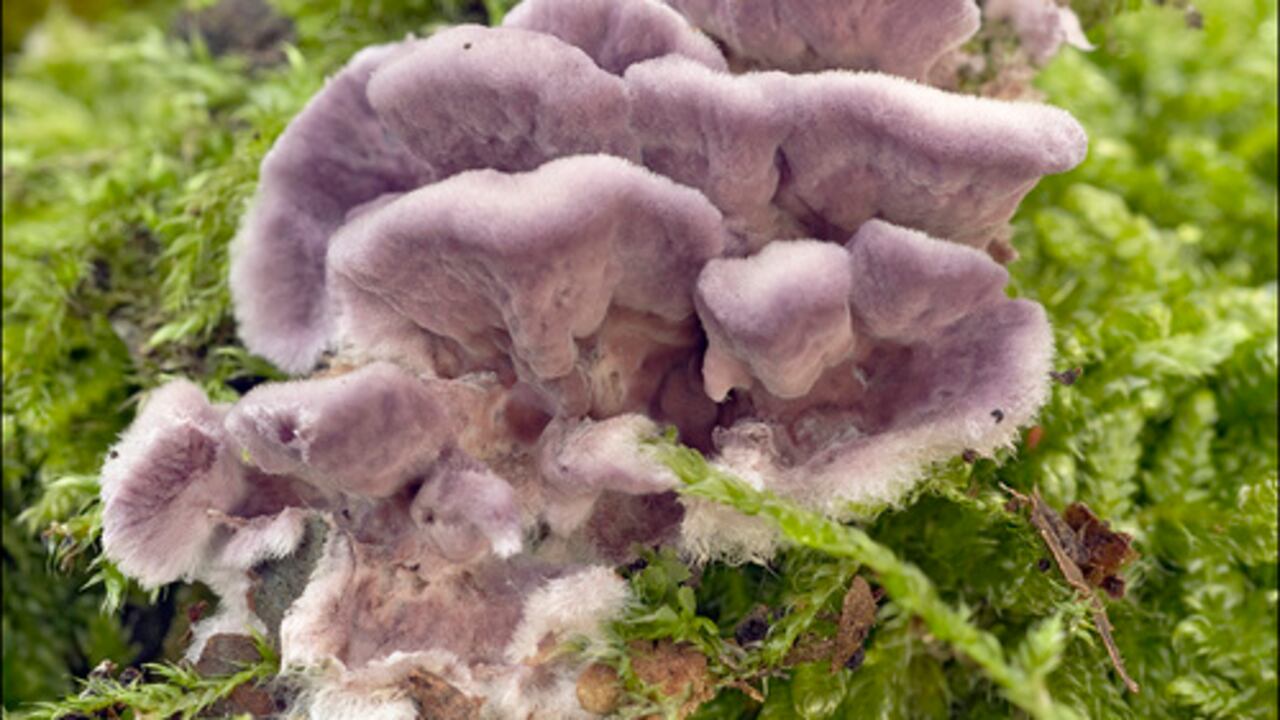 Hongo Púrpura de Madera (Chondrostereum purpureum)