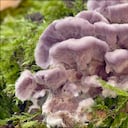 Hongo Púrpura de Madera (Chondrostereum purpureum)