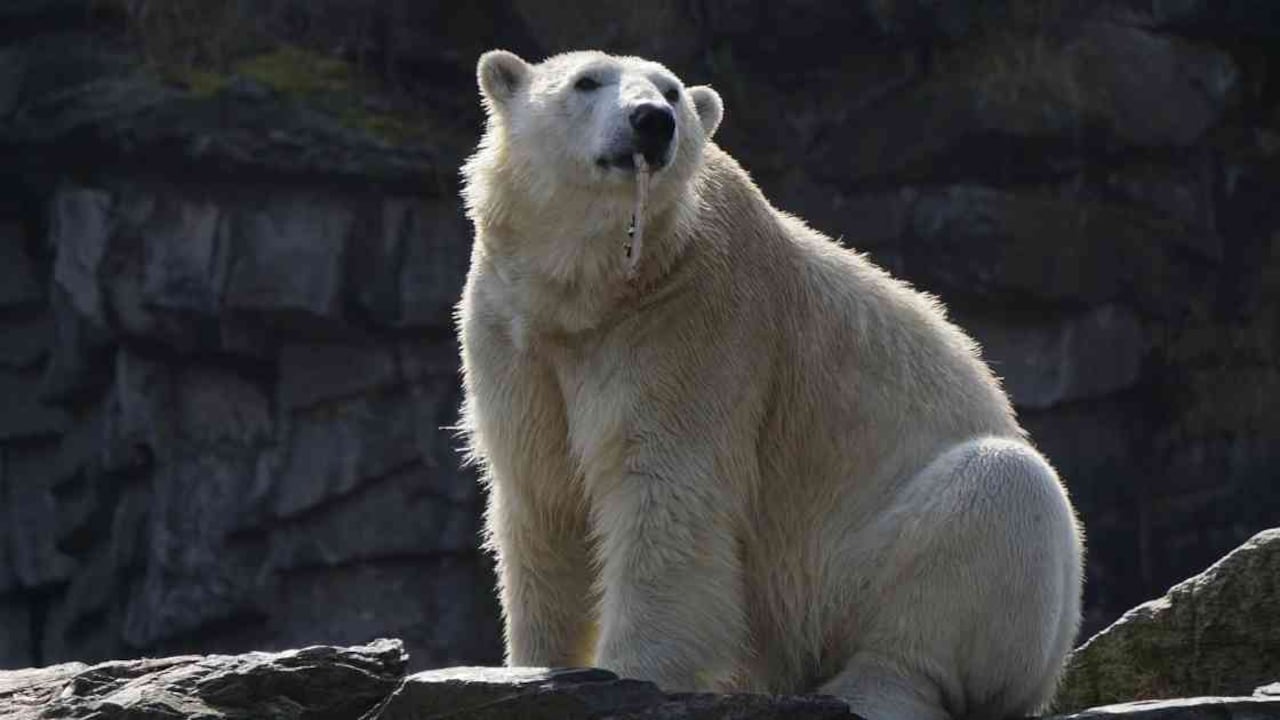 Las incursiones de osos polares que buscan comida son cada vez más frecuentes en las ciudades rusas. Foto ilustración: Pixabay.