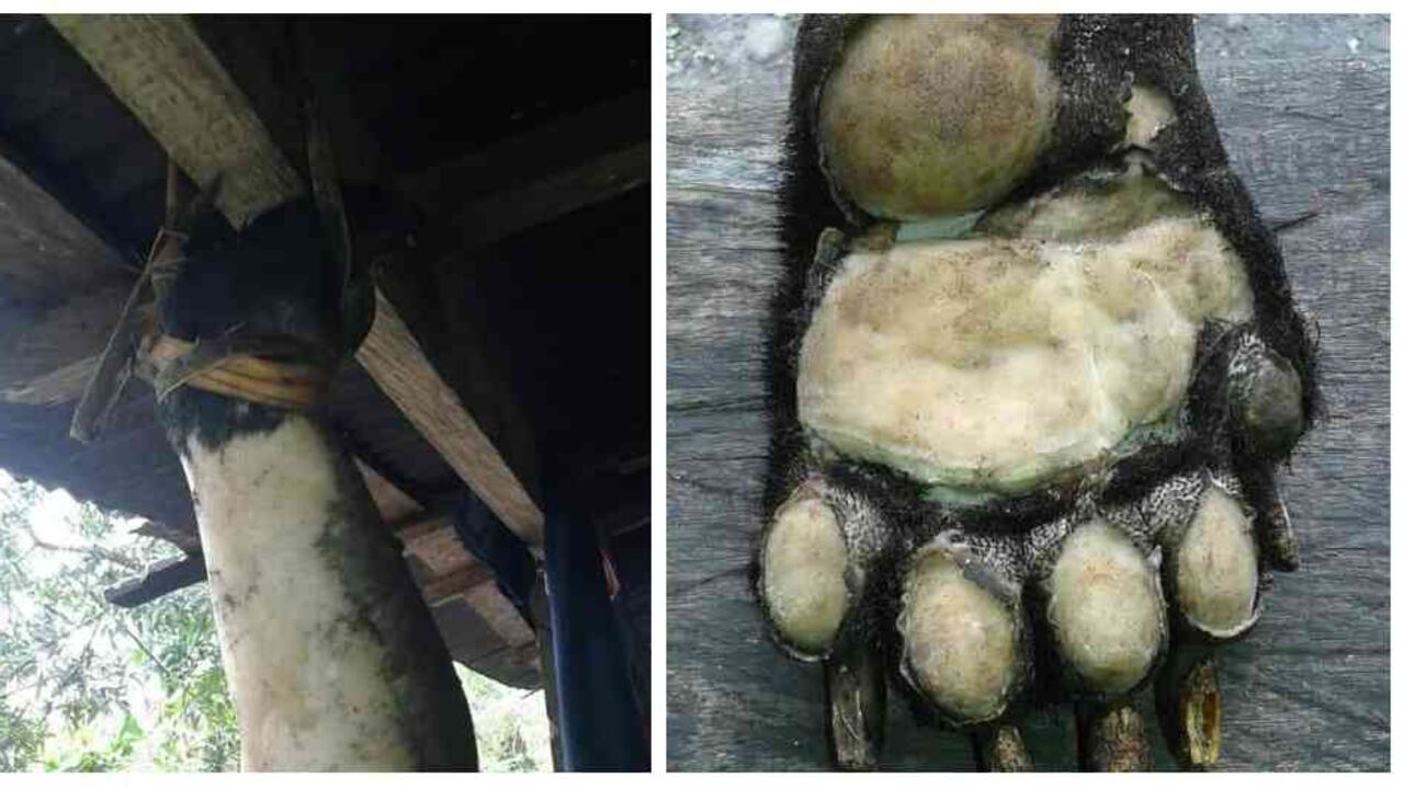 El brutal asesinato de un oso de anteojos en Arauca Foto: Facebook: Noticias Fontecha