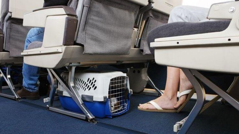 Latam Airlines Colombia tiene nuevas condiciones para viajar con mascotas en cabina.

Foto: Pinterest