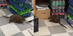 La rata estaba dentro de un supermercado.