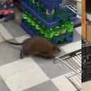La rata estaba dentro de un supermercado.