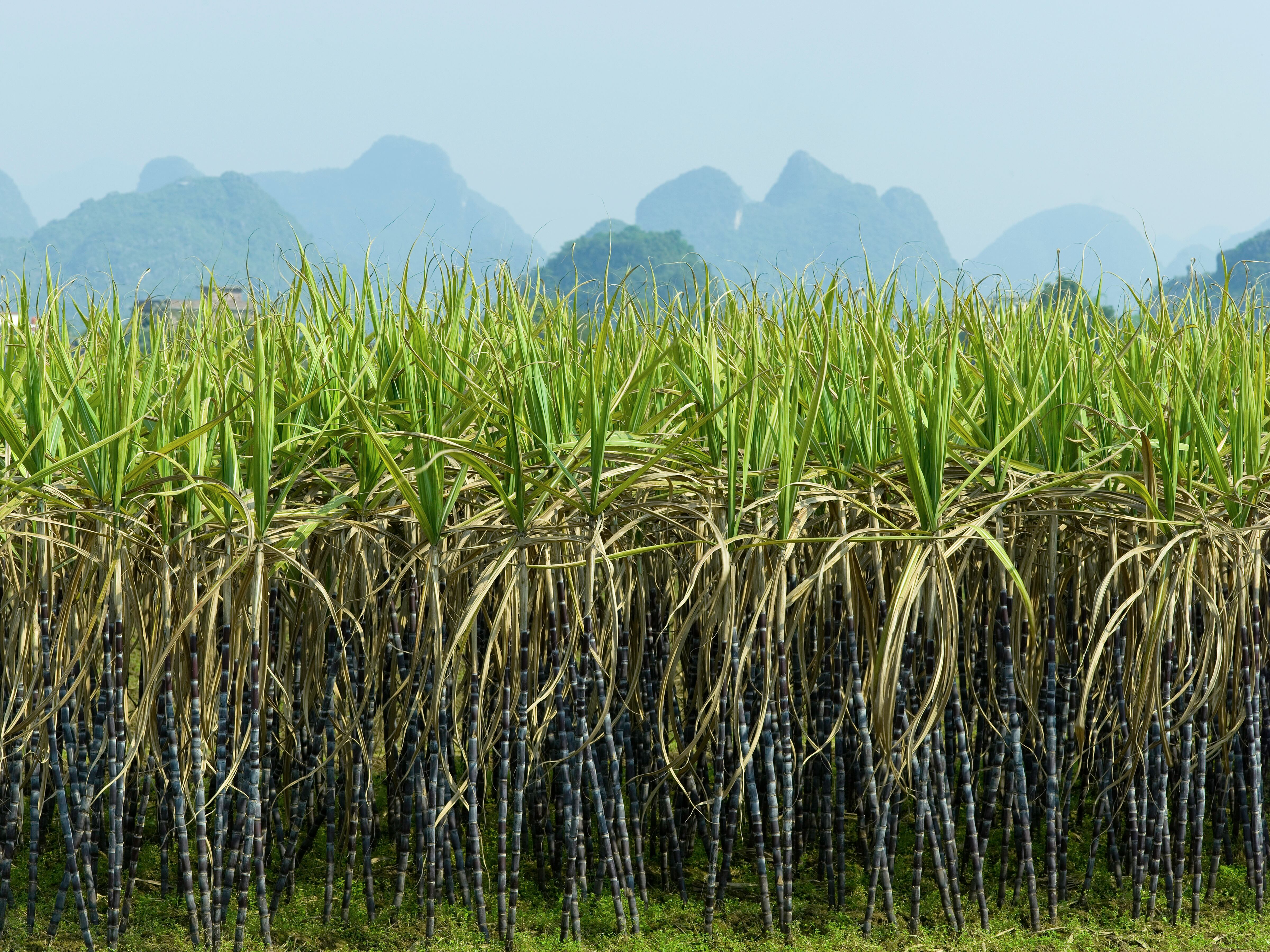 La panela es elaborada con el jugo de la caña de azúcar.