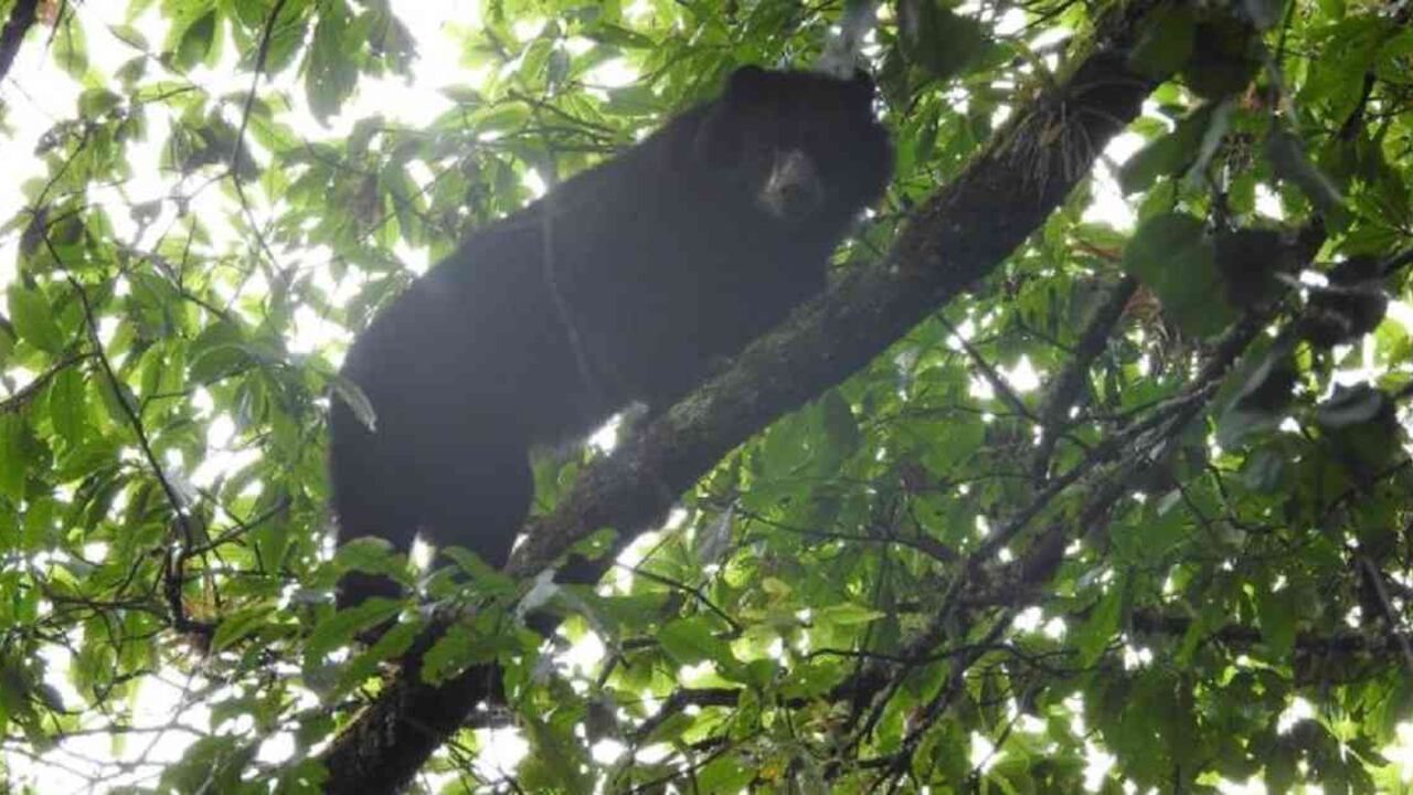 El oso de anteojos está catalogado como Vulnerable según la UICN. Foto: CAM.