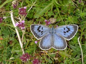 Estas mariposas pueden alcanzar las 300 libras (345 euros, 371 dólares) en el mercado negro, según la asociación de protección de las mariposas Butterfly Conservation.