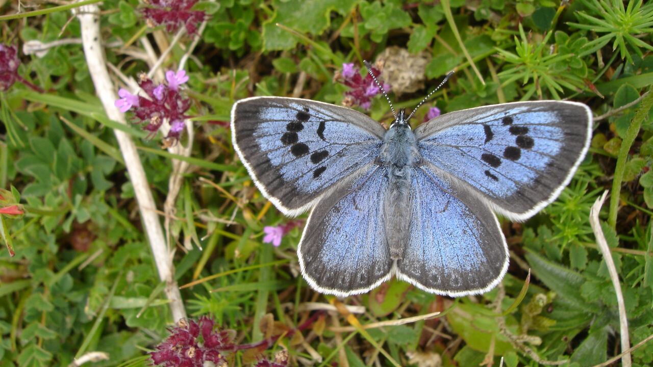 Sin duda las mariposas son sinónimo de transformación y toparse con una de ellas, para muchos, guarda muchos significados.