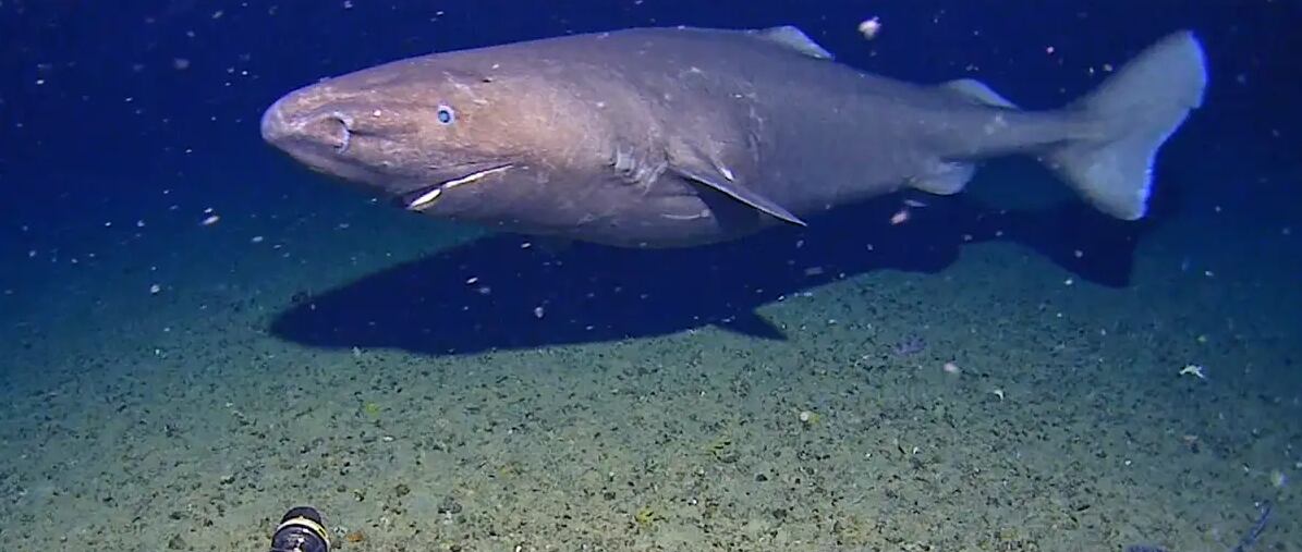 El descubrimiento cambió la percepción científica sobre los límites geográficos de estas especies marinas.