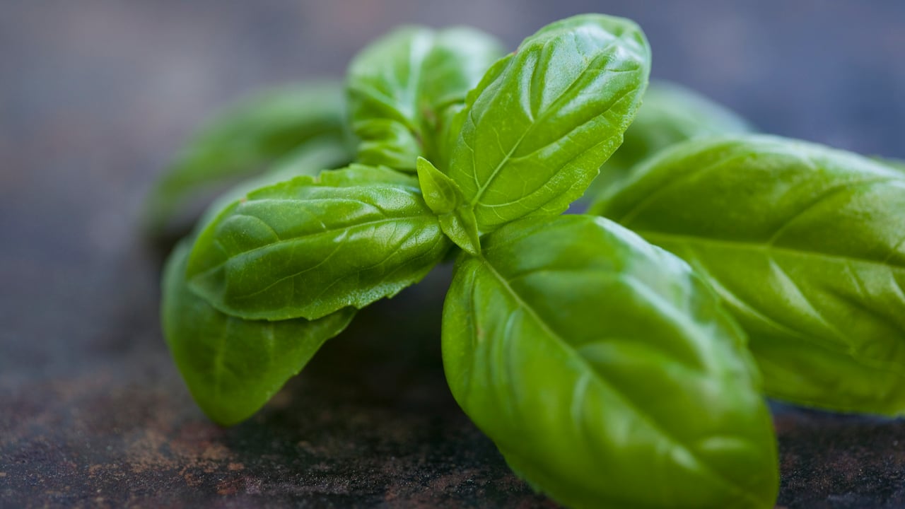 La albahaca sirve para tratar gripes, resfriados y bronquitis, combatir la ansiedad, la depresión y el insomnio, prevenir y tratar la tensión alta.