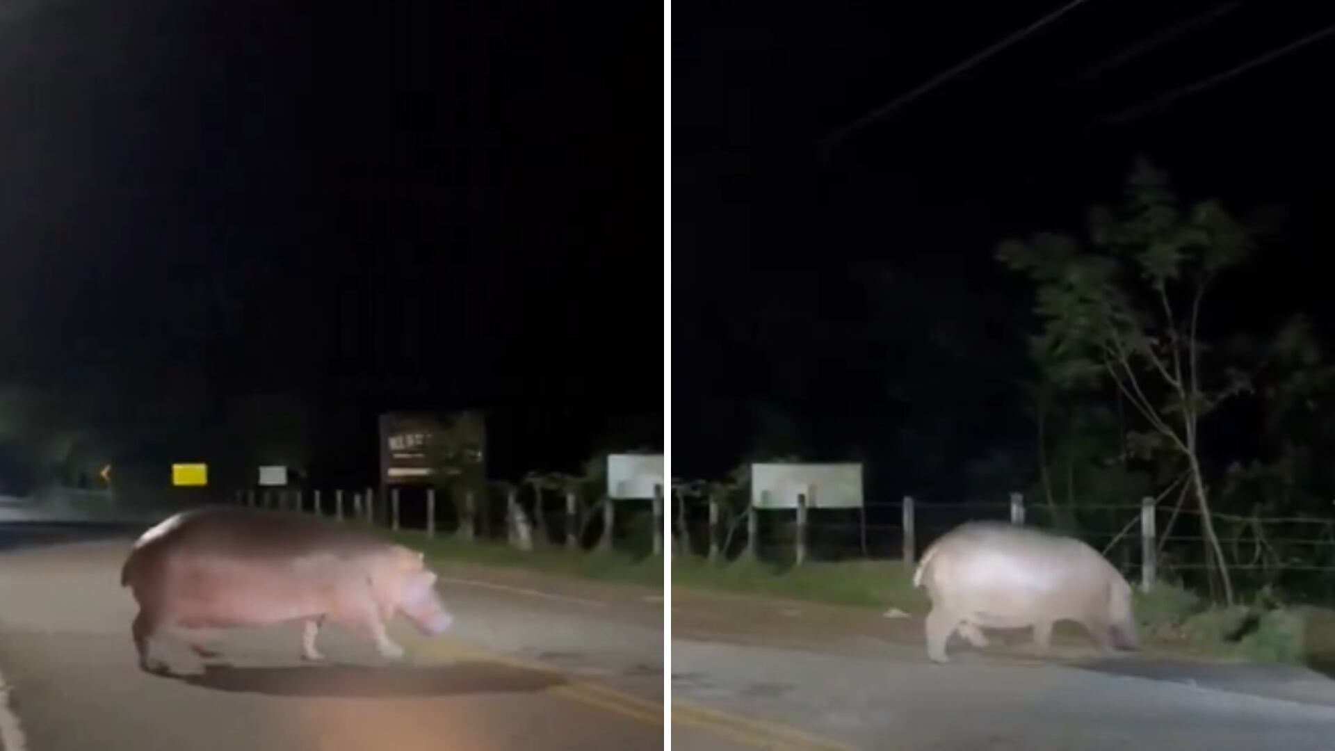 El hipopótamo fue captado en este importante corredor vial.