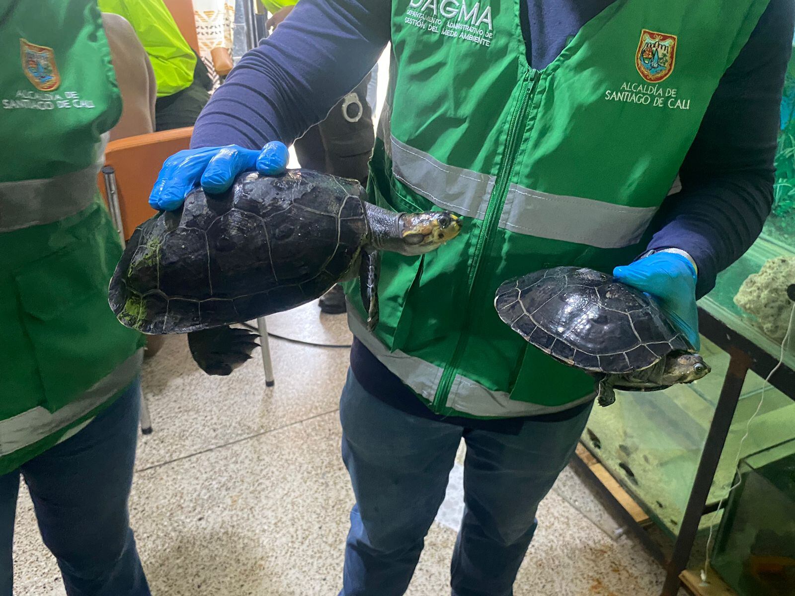 Los animales fueron encontrados en los viviendas de Cali.