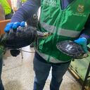 Los animales fueron encontrados en los viviendas de Cali.