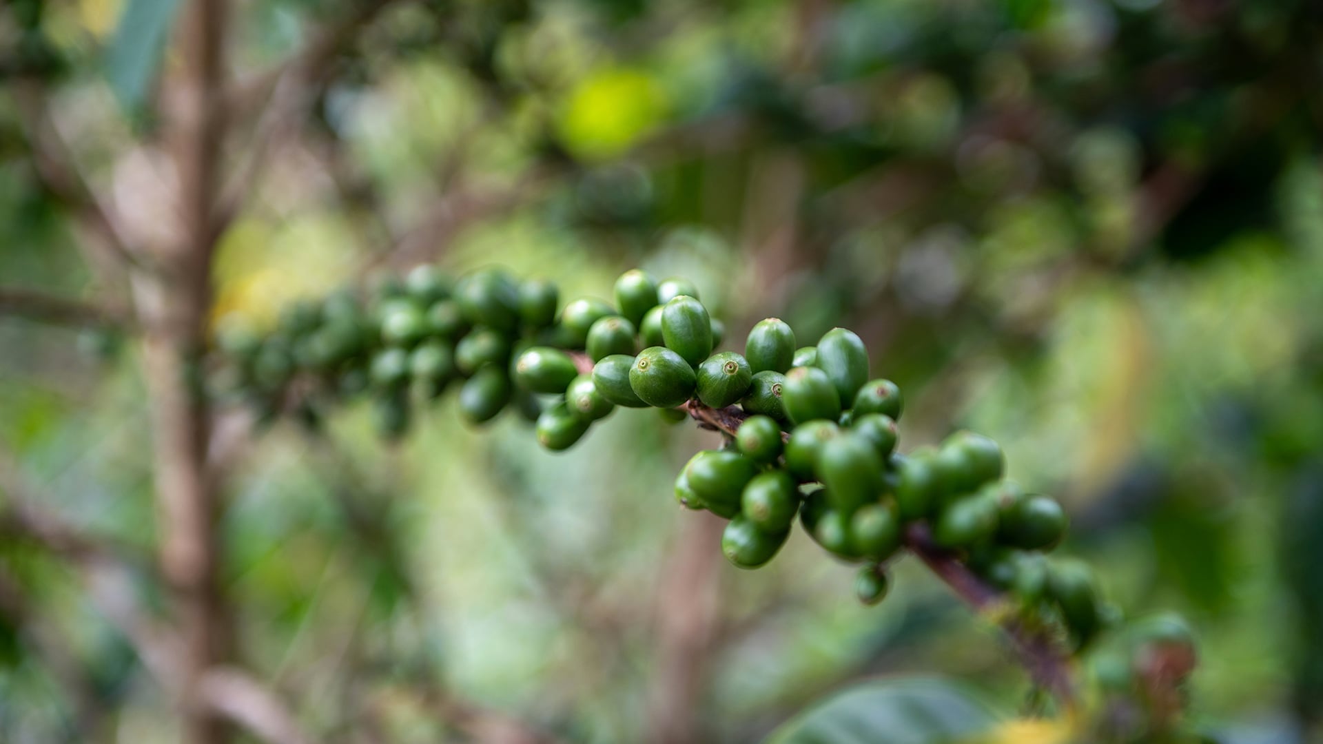 Especial Norte de Santander, Caficultura