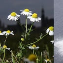 La combinación de la manzanilla y el bicarbonato puede traer propiedades rejuvenecedoras para la piel.