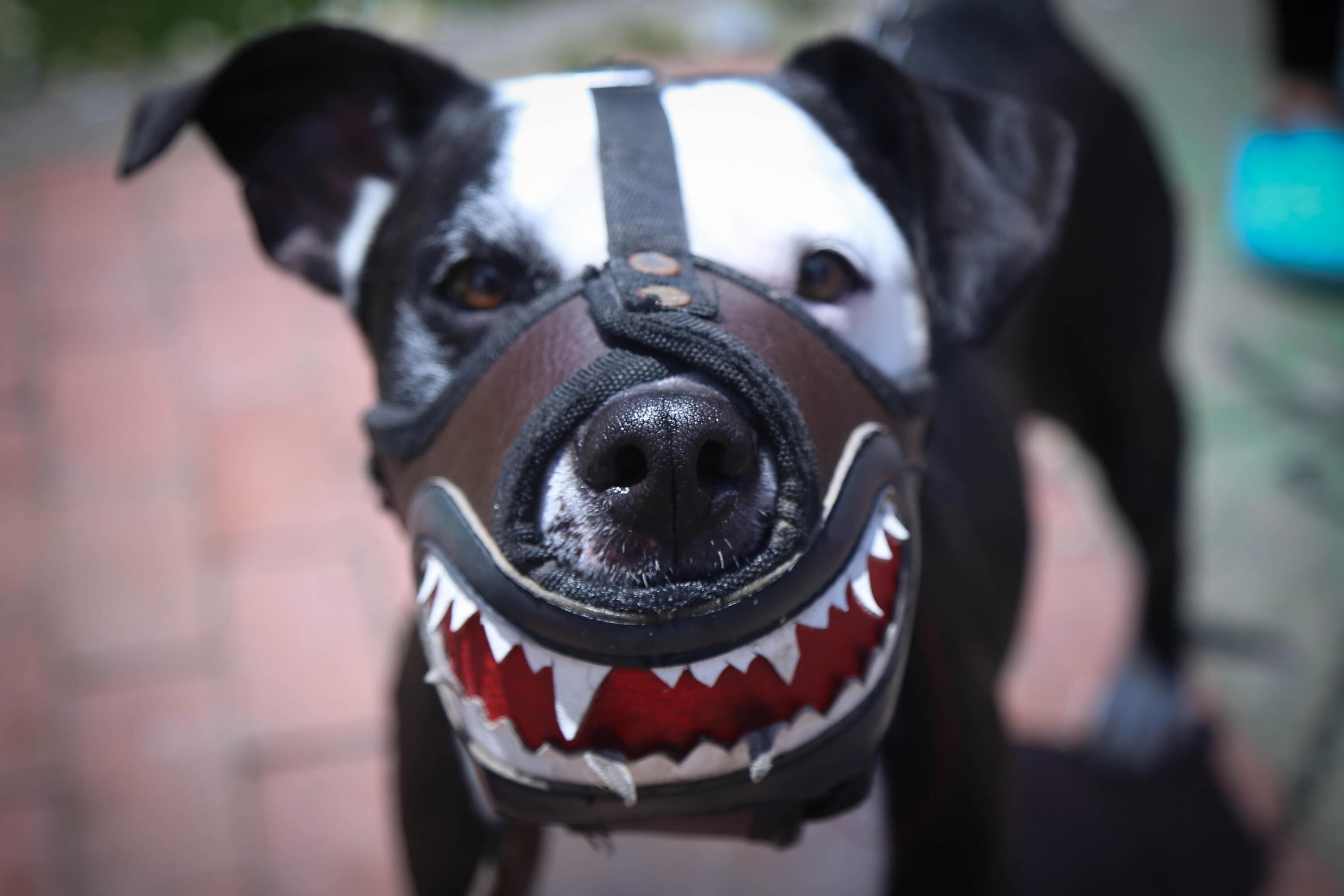 De acuerdo con el Instituto Distrital de Protección y Bienestar Animal la modificación física de los animales, especialmente con la mutilación o alteración de partes como orejas y colas en los perros, tiene sus inicios en razón al interés de algunas personas de hacerlos “más agresivos y dominantes”.