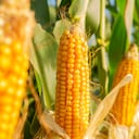 maíz,planta,agriculturamaíz,planta,agricultura