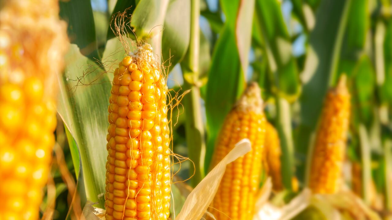 Alimento para el estreñimiento y el Alzheimer.