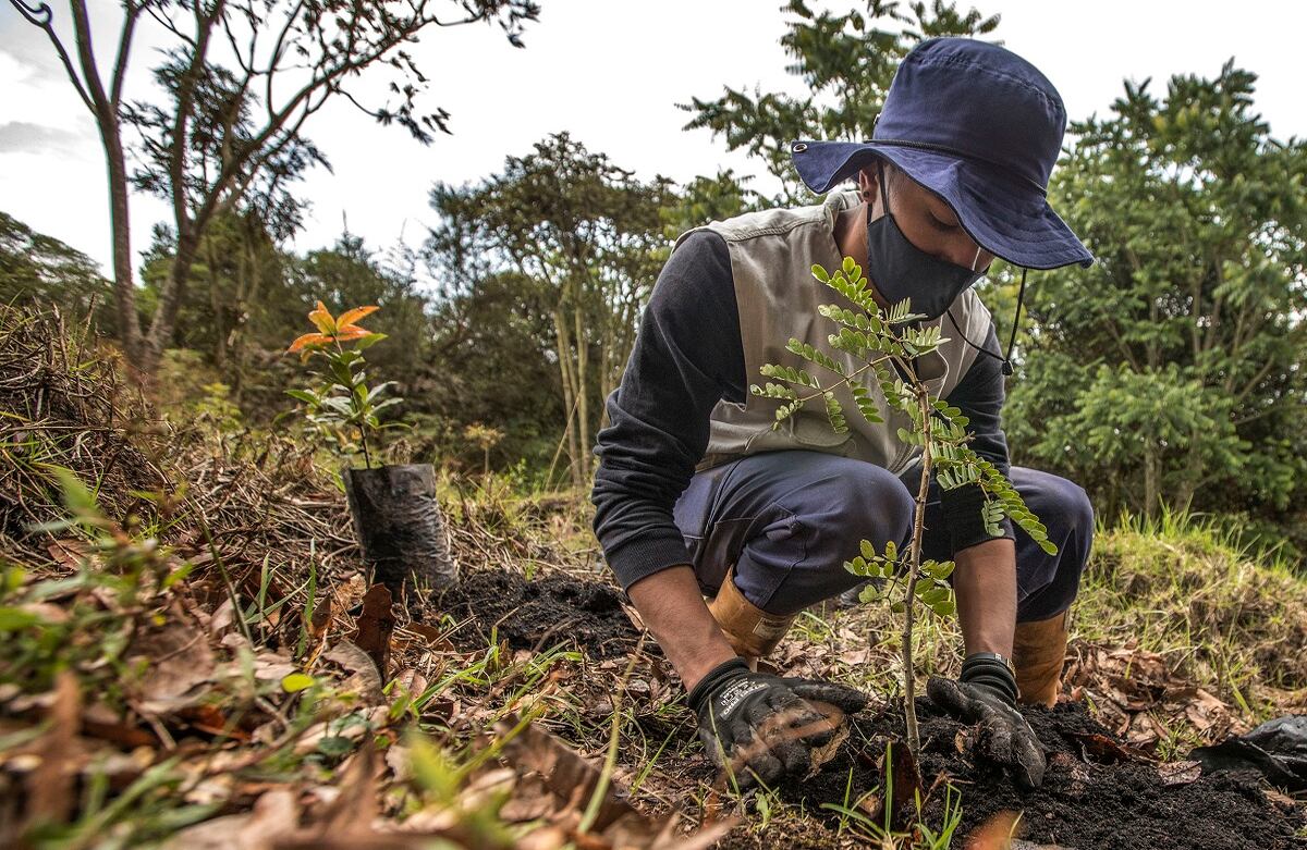 Siembra de árboles de Fundación Coca-Cola por CAEM, en la reserva La Poma, al sur de Bogotá.