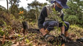 Siembra de árboles de Fundación Coca-Cola por CAEM, en la reserva La Poma, al sur de Bogotá.