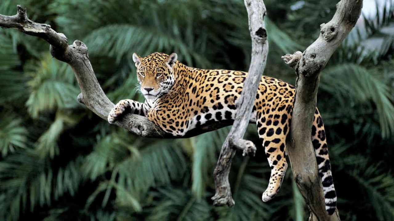Después de que aumentaran los conflictos humano-felino en la Sierra Nevada de Santa Marta en 2013, hoy existe un plan de manejo de felinos. Foto: Y. J. Rey Millet / WWF -Colombia hoy.