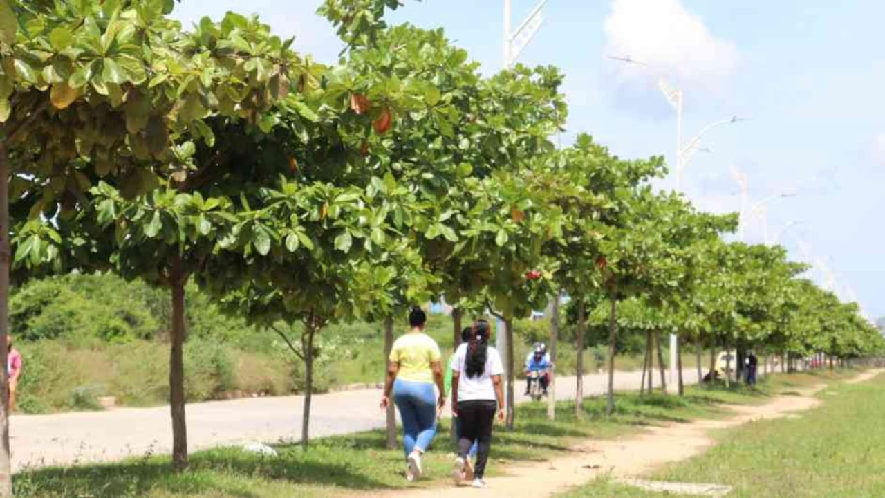La siembra de árboles, la implementación de nuevos bosques urbanos y la recuperación de ecosistemas estratégicos le valieron a Barranquilla a ser reconocida a nivel mundial. Foto: Alcaldía de Barranquilla - Colombia hoy.
