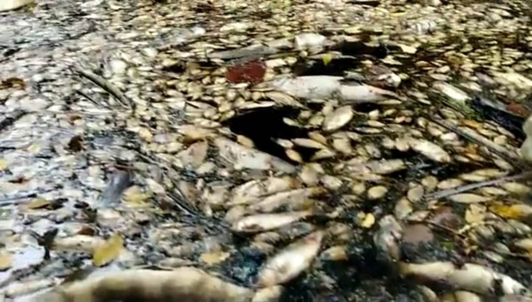 La comunidad pide que esta mortandad sea investigada.