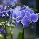 El colombiano se ha llevado todas las miradas.